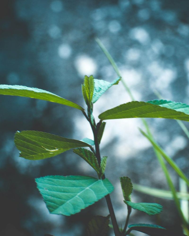 Abstract green forest plants representing natural harmony and peace